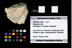 Foto (Objekt + Etikett) von Decapoda indet.  (NHMW-GEO-1990-0041-2580)